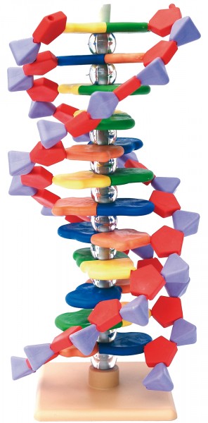 DNA Mini-Modell (12 Segmente)
