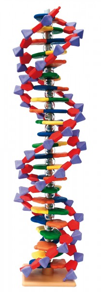 DNA Mini-Modell (22 Segmente)