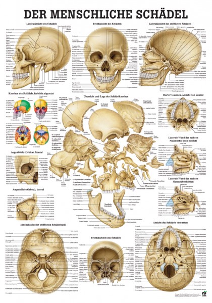 Lehrtafel: Schädel & Schädelknochen