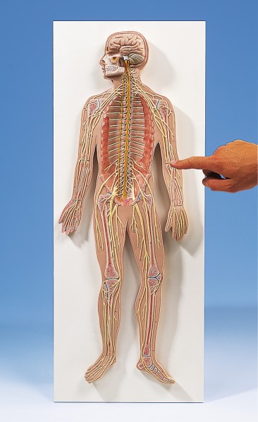 Nervensystem, Reliefmodell