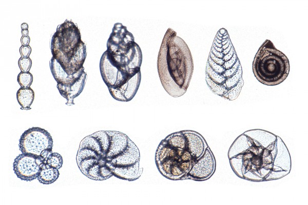 Foraminifera, Kammertierchen,