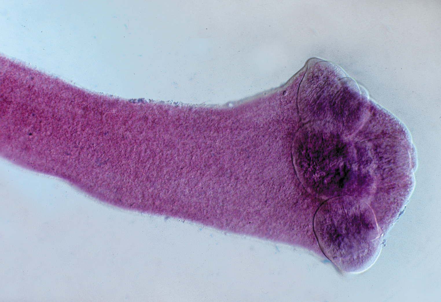 Dipylidium caninum Py3272t LMS LehrmittelService H.Späth GmbH