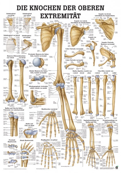 Lehrtafel: Knochen obere Extremität