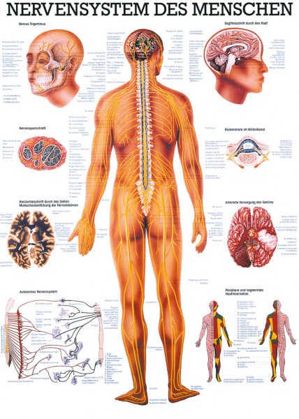 Lehrtafel: Nervensystem,