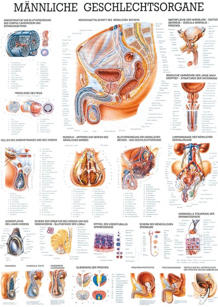 Lehrtafel: Männliche Geschlechts-