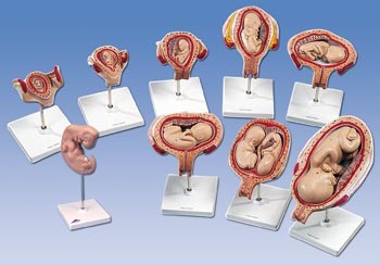 Schwangerschaftsserie, 9 Modelle,