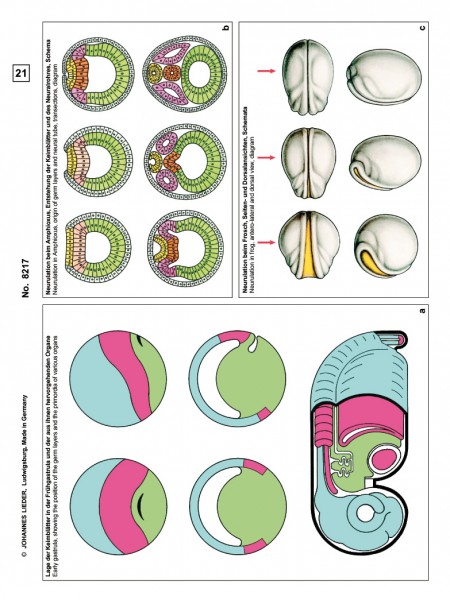 Embryologie u.Entwicklung d.Tiere