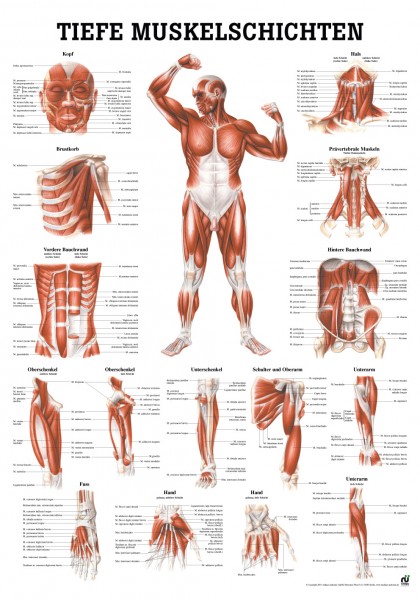 Lehrtafel: Tiefe Muskeln,