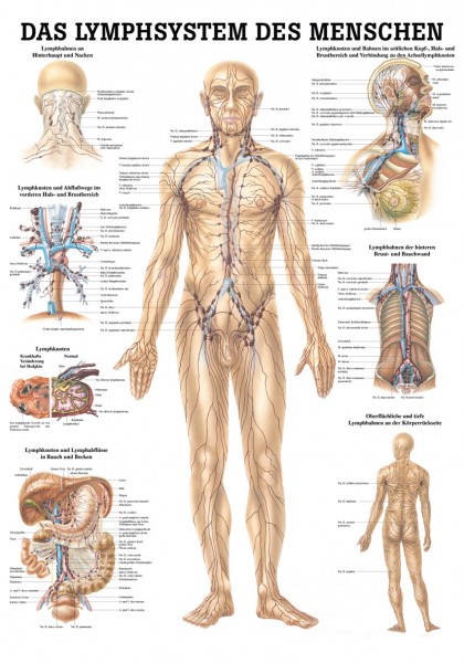 Lehrtafel: Das Lymphsystem,