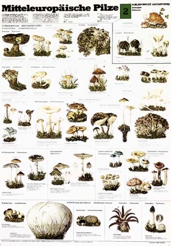 Naturtafel: Mitteleurop. Pilze 2