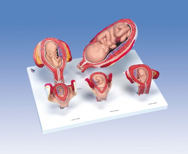 Schwangerschaftsserie, 5 Modelle