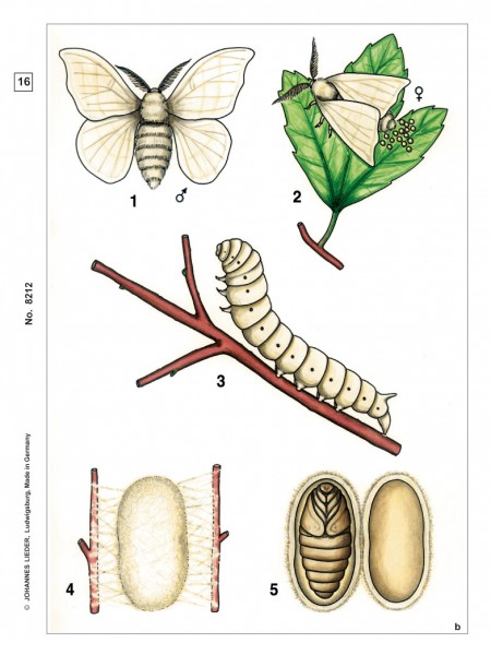 Insekten - Basispaket