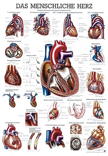 Lehrtafel: Das menschliche Herz,
