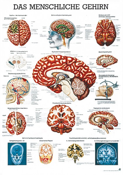 Lehrtafel: Das menschliche Gehirn,