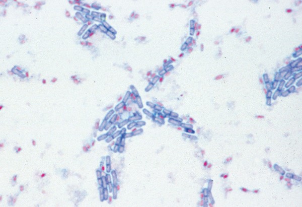 Bacillus subtilis, Heubazillen