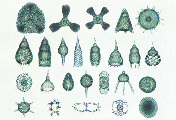 Radiolaria, Strahlentierchen,