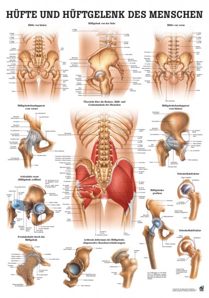 Lehrtafel: Hüfte&Hüftgelenk