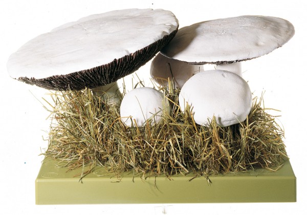 Wiesenchampignon, Feldegerling