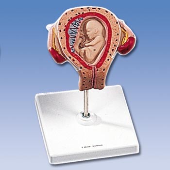 Uterus mit Embryo, 3. Monat