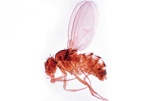 Drosophila (Taufliege)