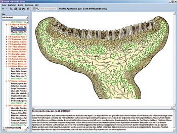 CD-ROM: Anatomie der Blütenlosen