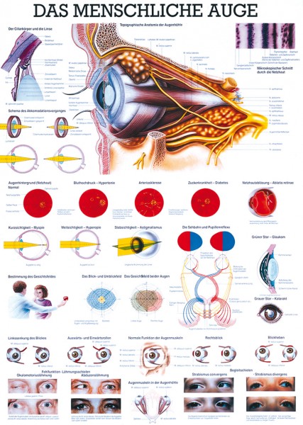 Lehrtafel: Das menschliche Auge,