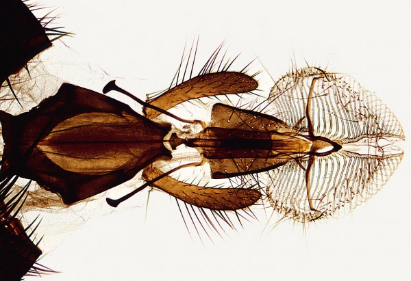 Musca domestica, Stubenfliege,