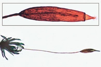 Laubmoos, Stämmchen m.Blättern