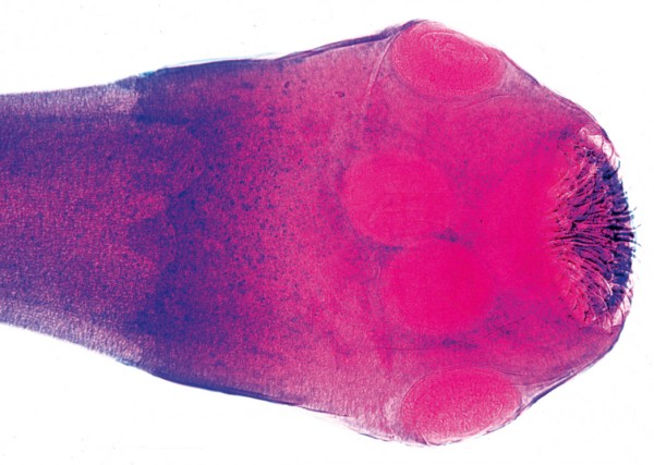 Taenia pisiformis (Hundebandw.)
