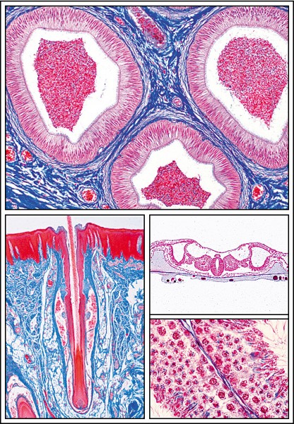 Histologie und Menschenkunde,