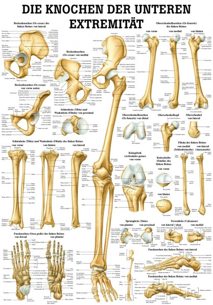 Lehrtafel: Die Knochen der unteren