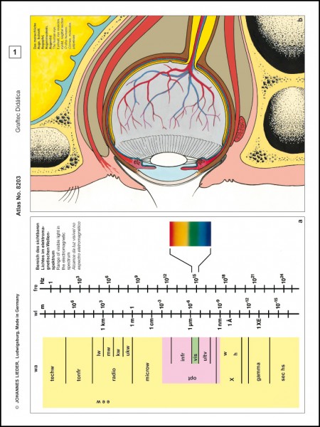 Histologie Mensch u. Säugetier