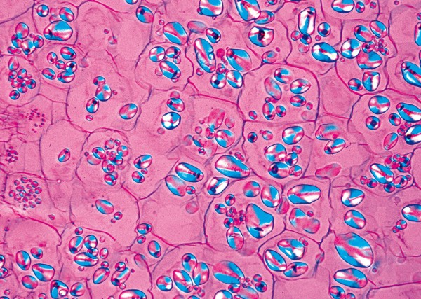 Solanum tuberosum, Kartoffel,