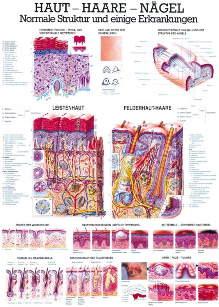 Lehrtafel: Haut-Haare-Nägel,