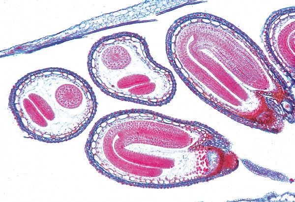 Capsella bursa pastoris