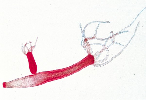 Hydra, Süßwasserpolyp, total.