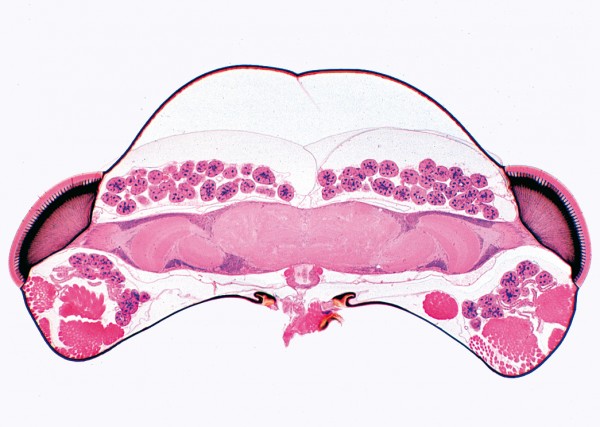 Apis mellifica, Honigbiene,