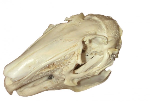Hasenschädel (Lepus europaeus),
