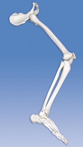 Bein-Skelett mit Hüftknochen,
