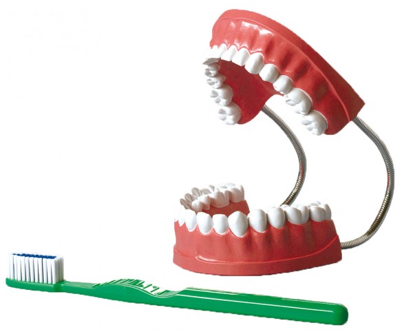 Zahnpflegemodell 2-fache Größe