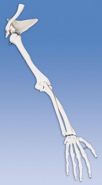 Arm-Skelett mit Schulterblatt und