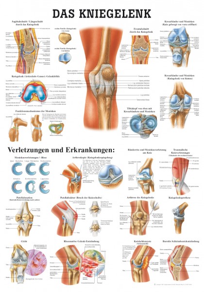 Lehrtafel: Das Kniegelenk