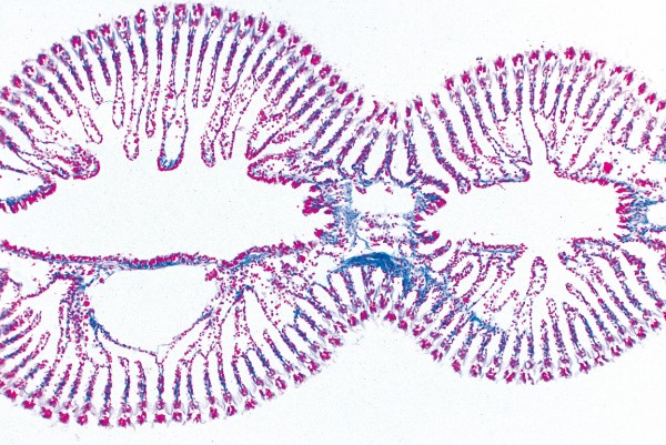 Mya arenaria, Muschel, Kiemen