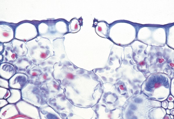 Iris (Blattepidermis total)