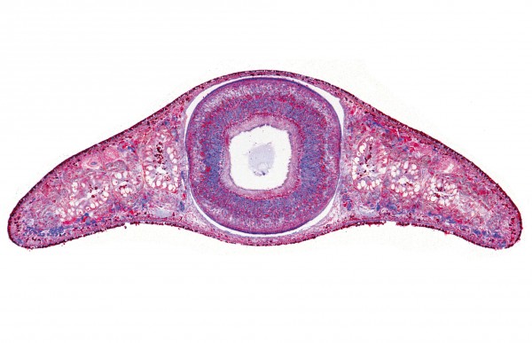 Planaria, Strudelwurm, Körper-