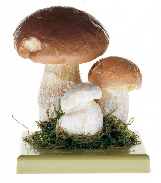 Steinpilz