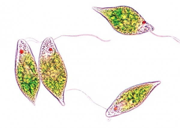 Euglena, Augentierchen.