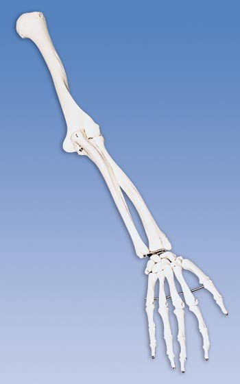 Arm-Skelett rechts
