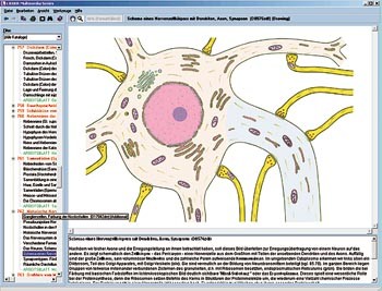 Nervensystem und Informationsüber-