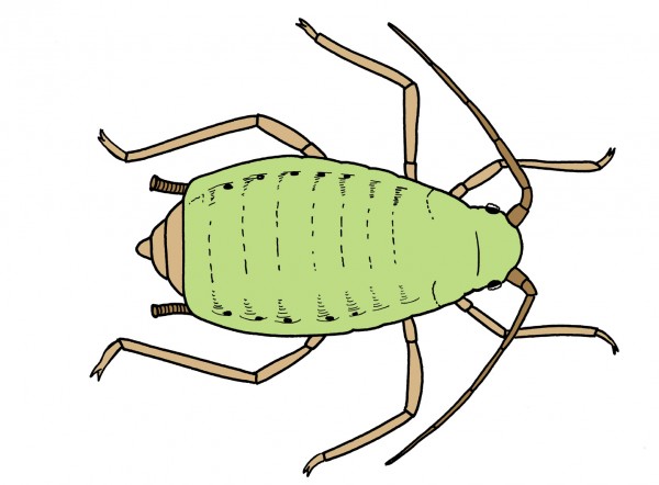 Aphidae